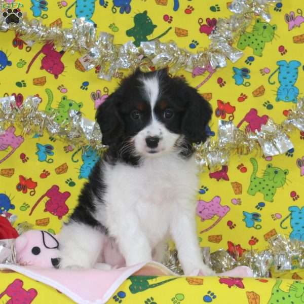 Jenny, Cavapoo Puppy